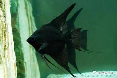 黑神仙魚（神仙魚的起源與進化） 黑神仙魚（神仙魚的起源與進化） 光特億 第4張