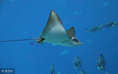 繁殖魟魚能賺錢嗎：繁殖高品質(zhì)的魟魚能賺錢嗎