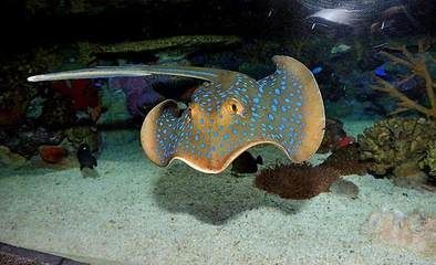 繁殖魟魚能賺錢嗎：繁殖高品質(zhì)的魟魚能賺錢嗎