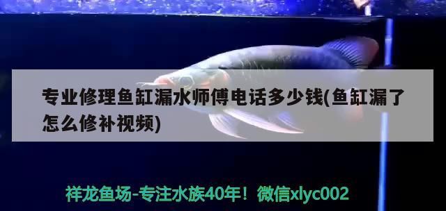 龍魚干蝦有營養(yǎng)嗎 專業(yè)修理魚缸漏水師傅電話多少錢(魚缸漏了怎么修補視頻) 九鼎魚缸 專業(yè)修理魚缸漏水師傅電話多少錢(魚缸漏了怎么修補視頻) 專業(yè)修理魚缸漏水師傅電話多少錢(魚缸漏了怎么修補視頻) 九鼎魚缸