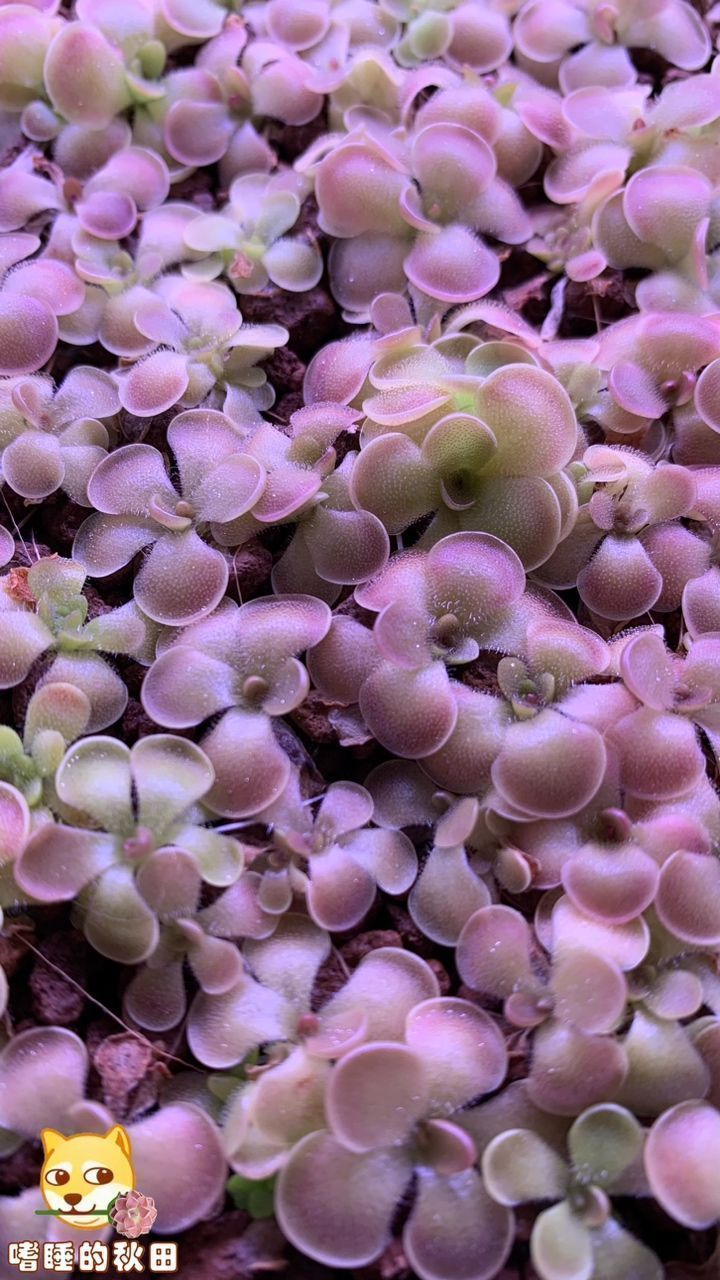 種豆南山下，堇盛豆苗稀