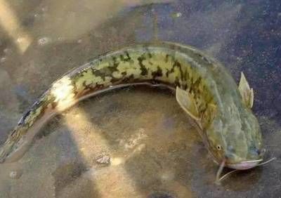 龍魚飼養(yǎng)方法圖解大全：龍魚飼養(yǎng)方法圖解，打造水中貴族的家園