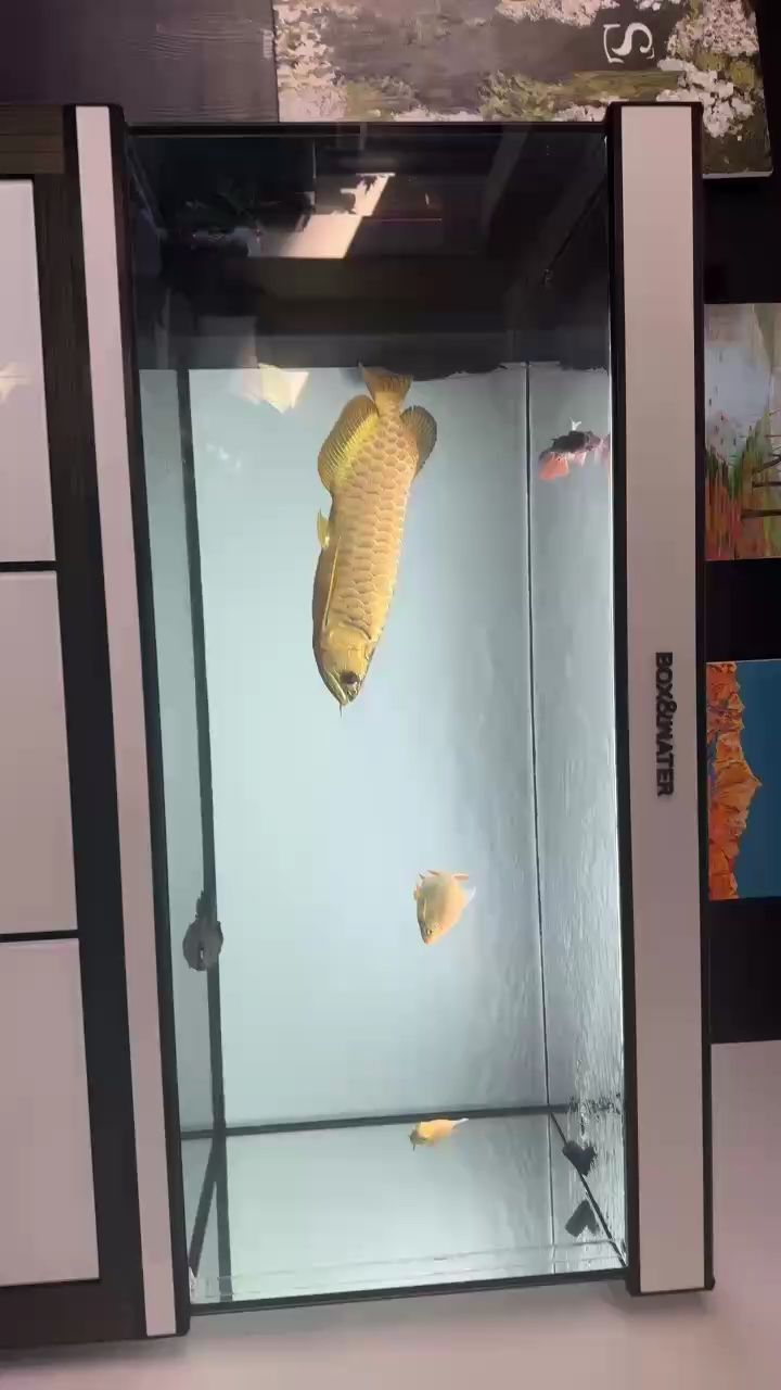 鸚鵡魚和銀龍魚混養怎樣喂食 精神 龍魚論壇 精神 精神 龍魚論壇