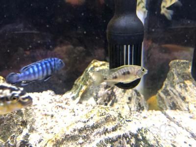 龍魚飼養方法和技巧視頻：龍魚飼養全攻略，方法與技巧詳解