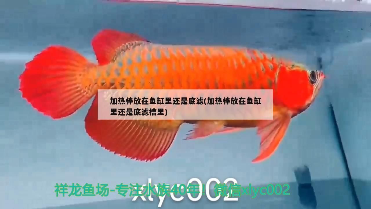 加熱棒放在魚缸里還是底濾(加熱棒放在魚缸里還是底濾槽里) 加熱棒放在魚缸里還是底濾(加熱棒放在魚缸里還是底濾槽里) 觀賞魚百科