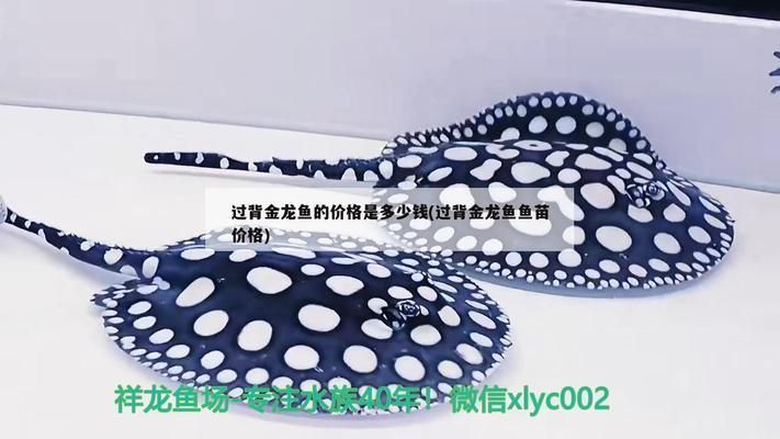 金頭過背金龍魚價格：金頭過背金龍魚價格在2000元左右至10000元之間不等