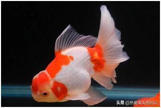 觀賞魚白色的叫什么魚（常見的白色觀賞魚） 觀賞魚白色的叫什么魚（常見的白色觀賞魚） 一方水族 第2張