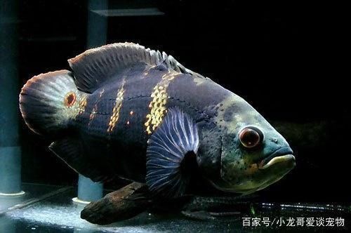 龍魚死亡原因 貼吧：探尋龍魚死亡之謎，多維度剖析致命誘因