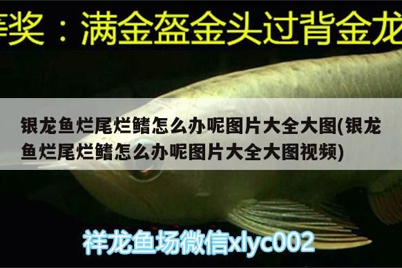 銀龍魚爛尾爛鰭怎么辦呢圖片大全大圖(銀龍魚爛尾爛鰭怎么辦呢圖片大全大圖視頻)