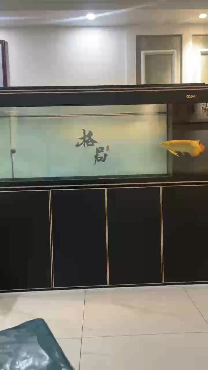 馬印吉印哪個好：馬印和吉印魚缸燈哪個好馬印吉印魚缸燈評價