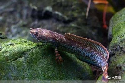 龍魚死亡原因：龍魚之殤，探尋死亡背后的奧秘與沉思