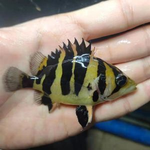 印尼虎魚吃海蝦嗎：印尼虎魚可以吃海蝦嗎