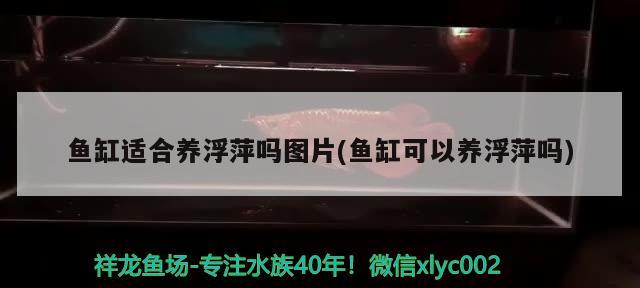 魚缸適合養(yǎng)浮萍嗎圖片(魚缸可以養(yǎng)浮萍嗎) 魚缸適合養(yǎng)浮萍嗎圖片(魚缸可以養(yǎng)浮萍嗎) 錦鯉魚百科