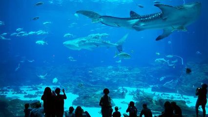 水族館在哪里（上海海底世界門票價格）