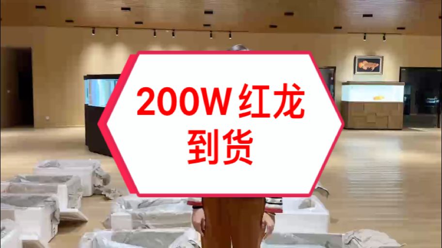 200萬紅龍年貨到?。。?魚友們，這批貨是萬隆天王專門為新年準備的，這是我們印尼大湖新漁場投建后培養出的第一批魚，也是中國展廳本年度到的最后一批貨，更是今年最靚的一批！這也意味著從本批魚開始，未來的日子里萬隆天王紅龍的品質將比以往更高???????????? 這也預示著2025萬隆天王即將開啟一個超越自我、質量飛躍的紅龍時代！ 接下來的帖子一條條為大家更新這批新魚，讓魚友、魚商朋友們了解一下2025全新的萬隆天王！ #萬隆天王紅龍 #大湖魚 #龍魚