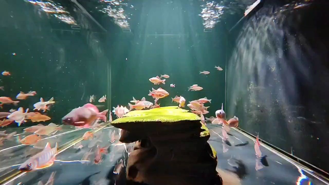 皇冠魟魚生小魚時注意事項：皇冠魟魚在生小魚時需要注意什么