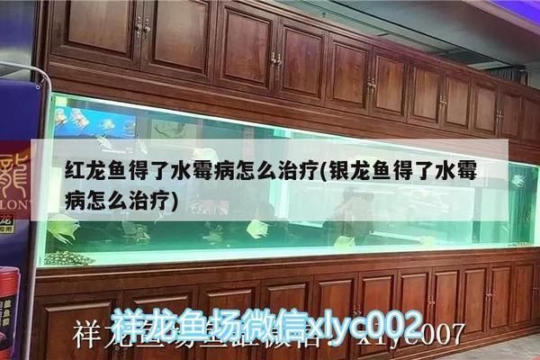 龍魚水溫多少合適養魚：龍魚養殖水溫探秘，探尋最適生存溫度