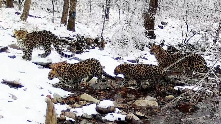 龍魚水溫18度會(huì)死嗎為什么：龍魚在18℃水溫下的生存危機(jī)，探尋溫度臨界點(diǎn)背后的秘密
