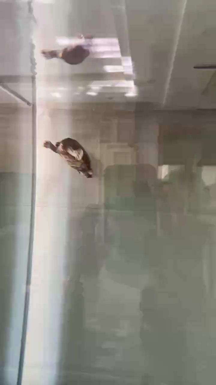 龍混剃刀龜養見過沒？