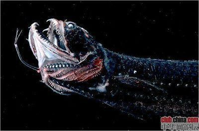 龍魚水缸太臟怎么辦呢：龍魚水缸太臟？別慌，這幾招讓水族世界重歸清澈