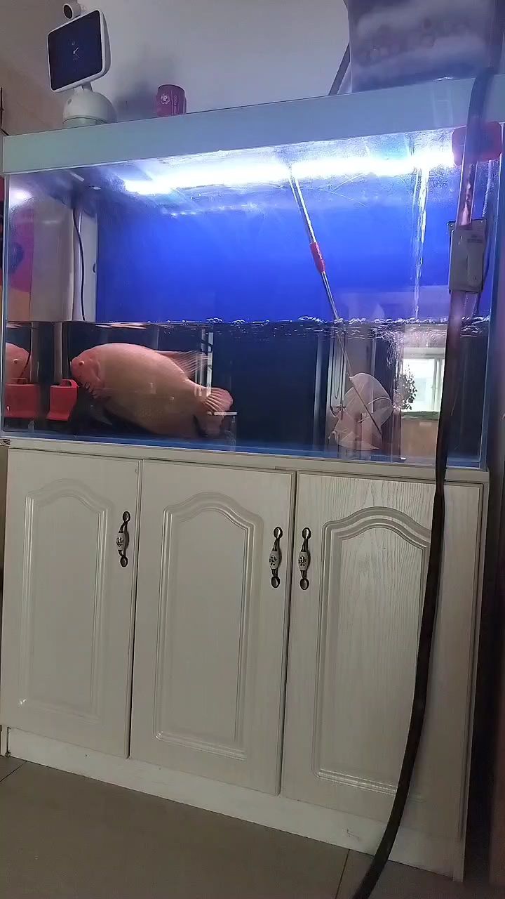 過年換水