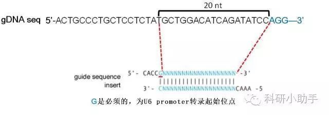 龍魚受傷了怎么辦啊視頻：龍魚受傷了怎么辦啊？急救與護理全攻略