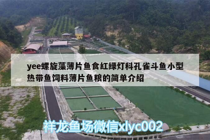 yee螺旋藻薄片魚食紅綠燈科孔雀斗魚小型熱帶魚飼料薄片魚糧的簡單介紹 yee螺旋藻薄片魚食紅綠燈科孔雀斗魚小型熱帶魚飼料薄片魚糧的簡單介紹 yee