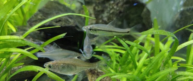 吉印刀鋒好用嗎值得買(mǎi)嗎（吉印刀鋒好用嗎值得買(mǎi)嗎知乎）
