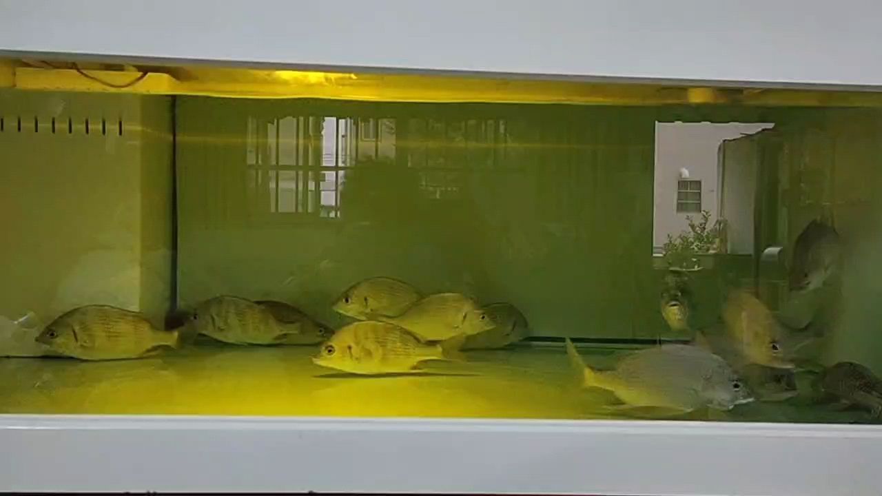 能吃能養能看的龍魚配魚 能吃能養能看的龍魚配魚 龍魚論壇