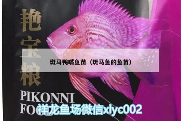 紅金龍魚視頻高清在線觀看免費(紅金龍魚視頻高清在線觀看免費播放) 一方水族 第2張 紅金龍魚視頻高清在線觀看免費(紅金龍魚視頻高清在線觀看免費播放) 紅金龍魚視頻高清在線觀看免費(紅金龍魚視頻高清在線觀看免費播放) 一方水族 第2張
