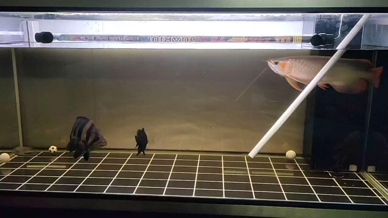 福龍魚的最佳水溫是多少，福龍魚飼養指南 福龍魚的最佳水溫是多少，福龍魚飼養指南 龍魚百科 第2張