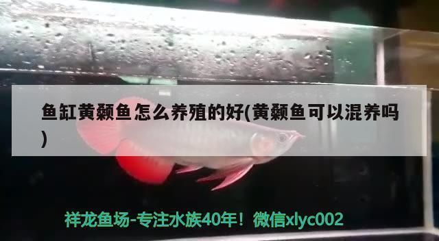 龍魚適合什么顏色燈光養：龍魚之光，探尋適配燈光顏色的奧秘
