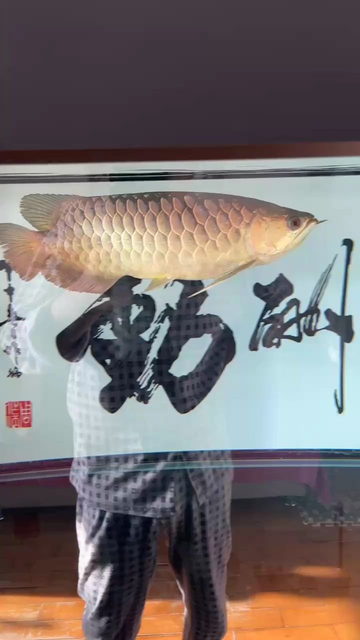 小龍21個(gè)月了 它們的爸爸媽媽又要生了 小龍21個(gè)月了 它們的爸爸媽媽又要生了 龍魚(yú)論壇