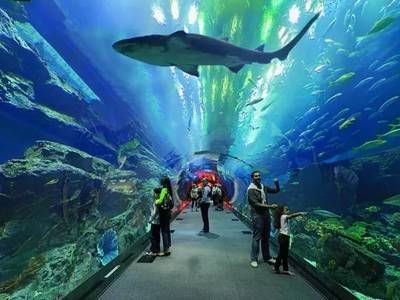 水族館適合開到哪里：水族館的開設地點應考慮多種因素包括目標受眾、地理位置 水族館適合開到哪里：水族館的開設地點應考慮多種因素包括目標受眾、地理位置 水族館百科（水族館加盟） 第3張