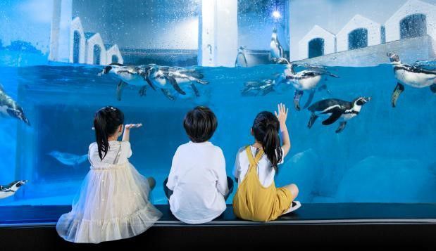 水族館適合開到哪里：水族館的開設地點應考慮多種因素包括目標受眾、地理位置 水族館適合開到哪里：水族館的開設地點應考慮多種因素包括目標受眾、地理位置 水族館百科（水族館加盟） 第4張