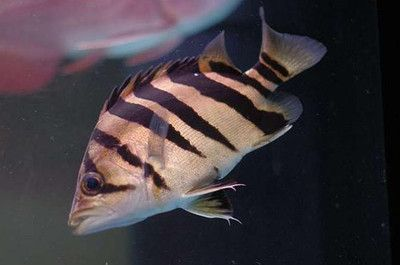 印尼虎魚養殖技術與管理：印尼虎養殖技術與管理