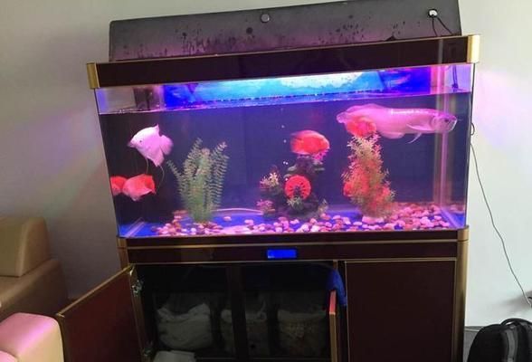 龍魚適合多大的魚缸養：龍魚養殖之魚缸尺寸抉擇，探尋最佳棲息空間