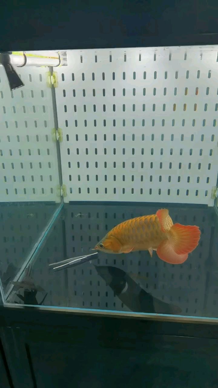 喂食直接把鑷子給搶了