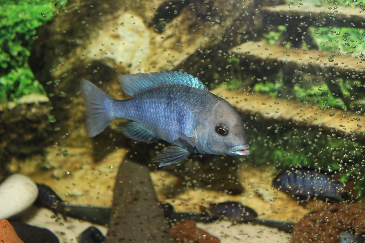 白子銀龍魚苗怎么養(yǎng)活視頻 白子銀龍魚多少錢一條