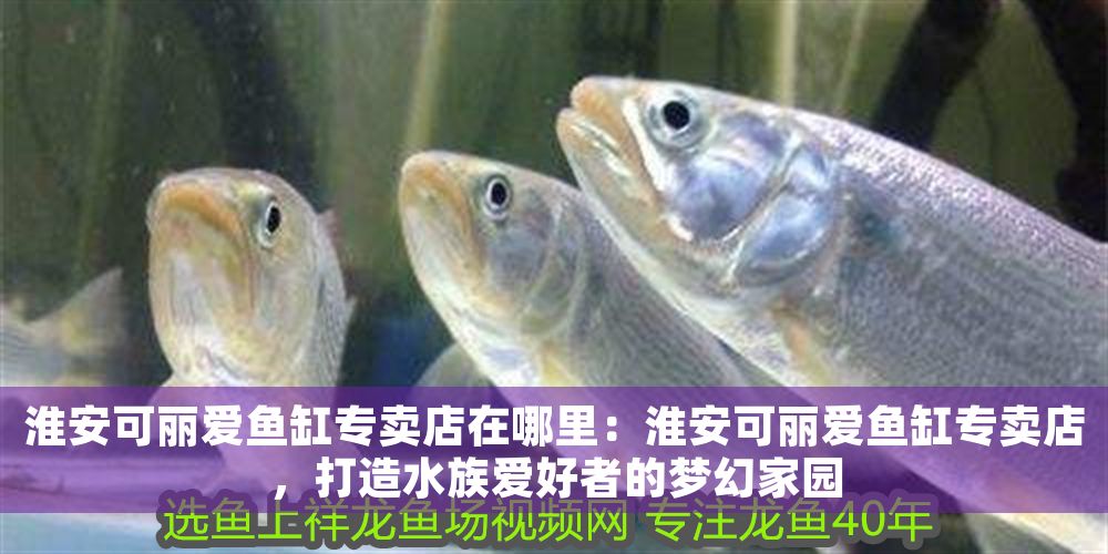 淮安可麗愛魚缸專賣店在哪里：淮安可麗愛魚缸專賣店，打造水族愛好者的夢幻家園 淮安可麗愛魚缸專賣店在哪里：淮安可麗愛魚缸專賣店，打造水族愛好者的夢幻家園 iwish愛唯希品牌魚缸 第1張