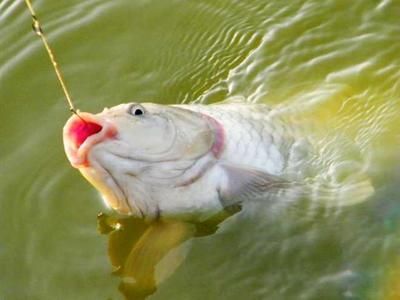 龍魚是怎么繁殖的視頻講解：探秘龍魚繁殖，水下生命的奇妙延續