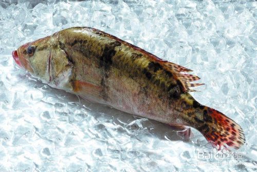 龍魚是食肉動物嗎為什么：龍魚，食肉本性與生存奧秘的深度探尋