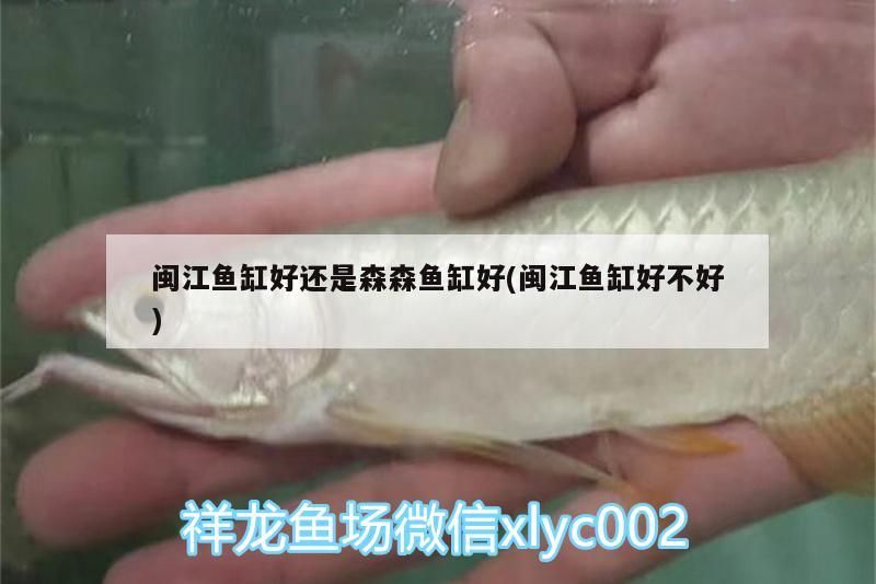 龍魚干蝦有營養嗎 閩江魚缸好還是森森魚缸好(閩江魚缸好不好) 錦鯉魚百科 閩江魚缸好還是森森魚缸好(閩江魚缸好不好) 閩江魚缸好還是森森魚缸好(閩江魚缸好不好) 錦鯉魚百科