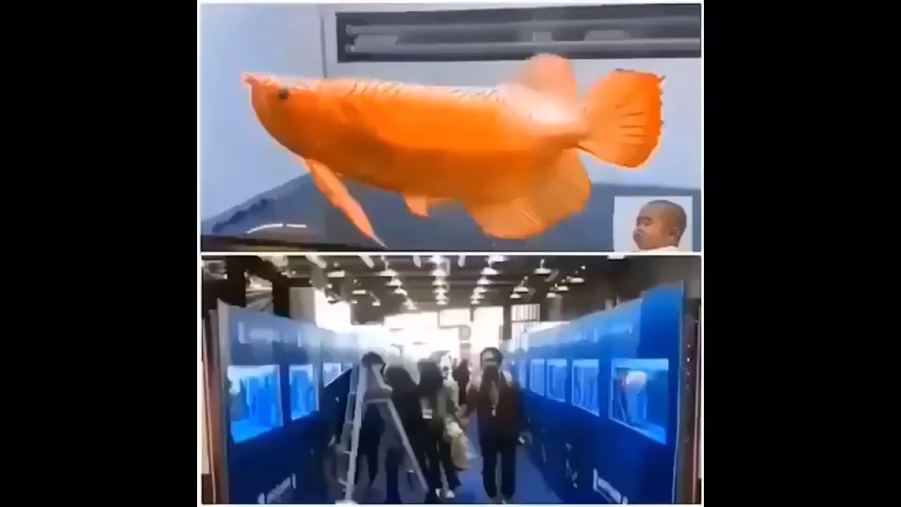 龍魚是什么魚類圖片：探秘龍魚，水中貴族的神秘面紗