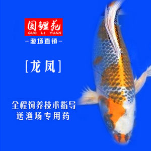 龍魚是觀賞魚嗎還是養殖魚：龍魚，觀賞與養殖背后的多元世界