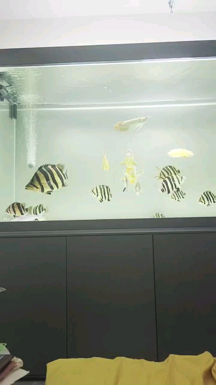 祝大家如虎添翼