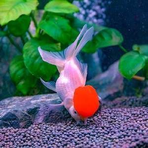 紅龍魚(yú)愛(ài)吃什么水草