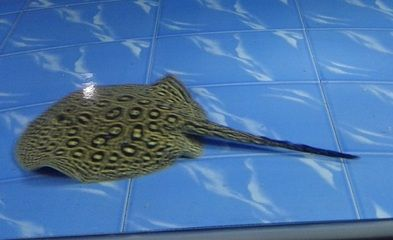 魟魚什么品種好養活：常見的魟魚品種及其飼養特性