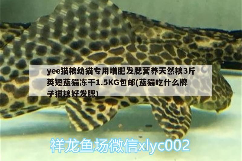 yee貓糧幼貓專用增肥發腮營養天然糧3斤英短藍貓凍干1.5KG包郵(藍貓吃什么牌子貓糧好發腮) yee貓糧幼貓專用增肥發腮營養天然糧3斤英短藍貓凍干1.5KG包郵(藍貓吃什么牌子貓糧好發腮) yee