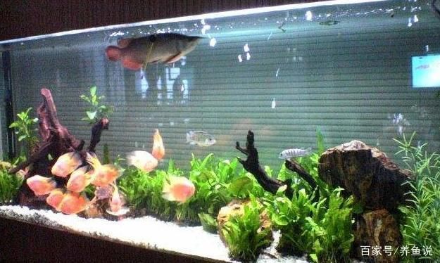 龍魚沒食欲(龍魚食欲不振) 龍魚沒食欲(龍魚食欲不振) 九鼎魚缸